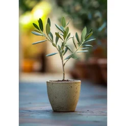 Planten|Bomen-Plant in a Box Olijfboom - Set van 2 - Olea europaea - Hoogte 25-40cm - ⌀9cm