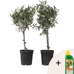 Plant in a Box Olijfboom - Set van 2 - Olea europaea - Hoogte 50-60cm - ⌀14cm