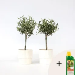 Plant in a Box Olijfboom - Set van 2 - Olea europaea - Hoogte 50-60cm - ⌀14cm