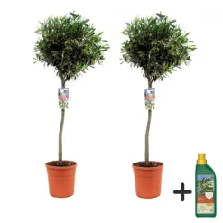 Plant in a Box Olijfboom met voeding - Set van 2 - Olea europaea - Hoogte 90-100cm - ⌀21cm