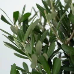 Plant in a Box Olijfboom met voeding - Set van 2 - Olea europaea - Hoogte 90-100cm - ⌀21cm