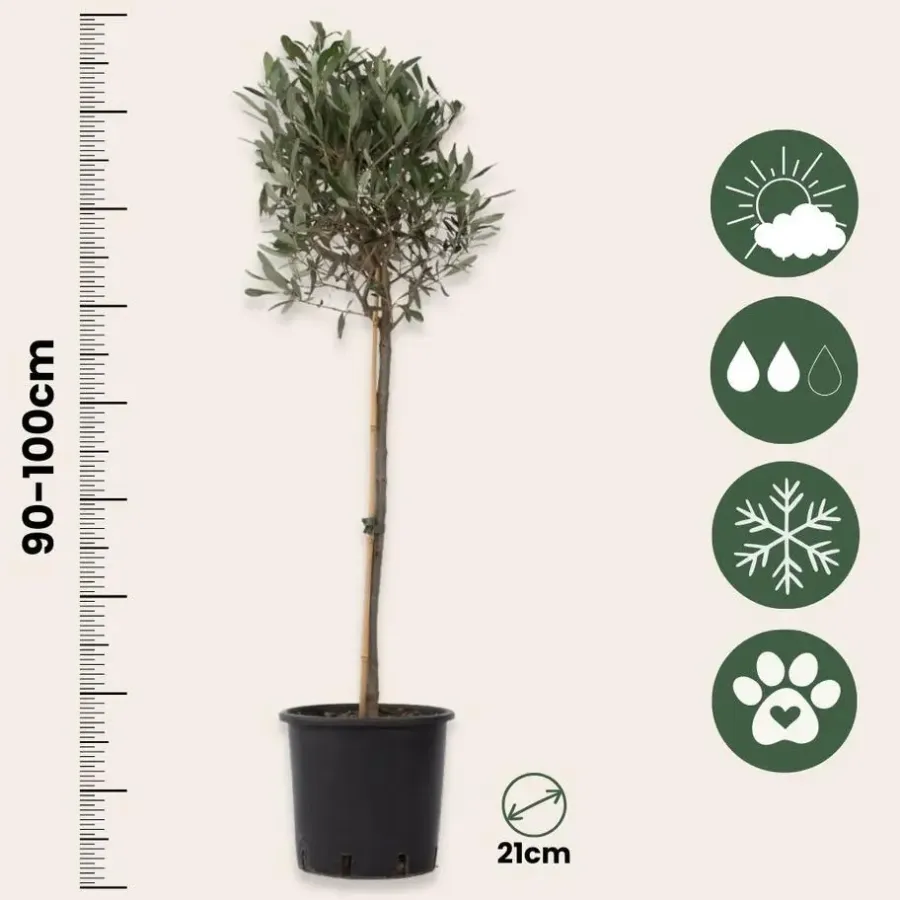 Plant in a Box Olijfboom met voeding - Set van 2 - Olea europaea - Hoogte 90-100cm - ⌀21cm