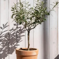 Plant in a Box Olijfboom met voeding - Set van 2 - Olea europaea - Hoogte 90-100cm - ⌀21cm