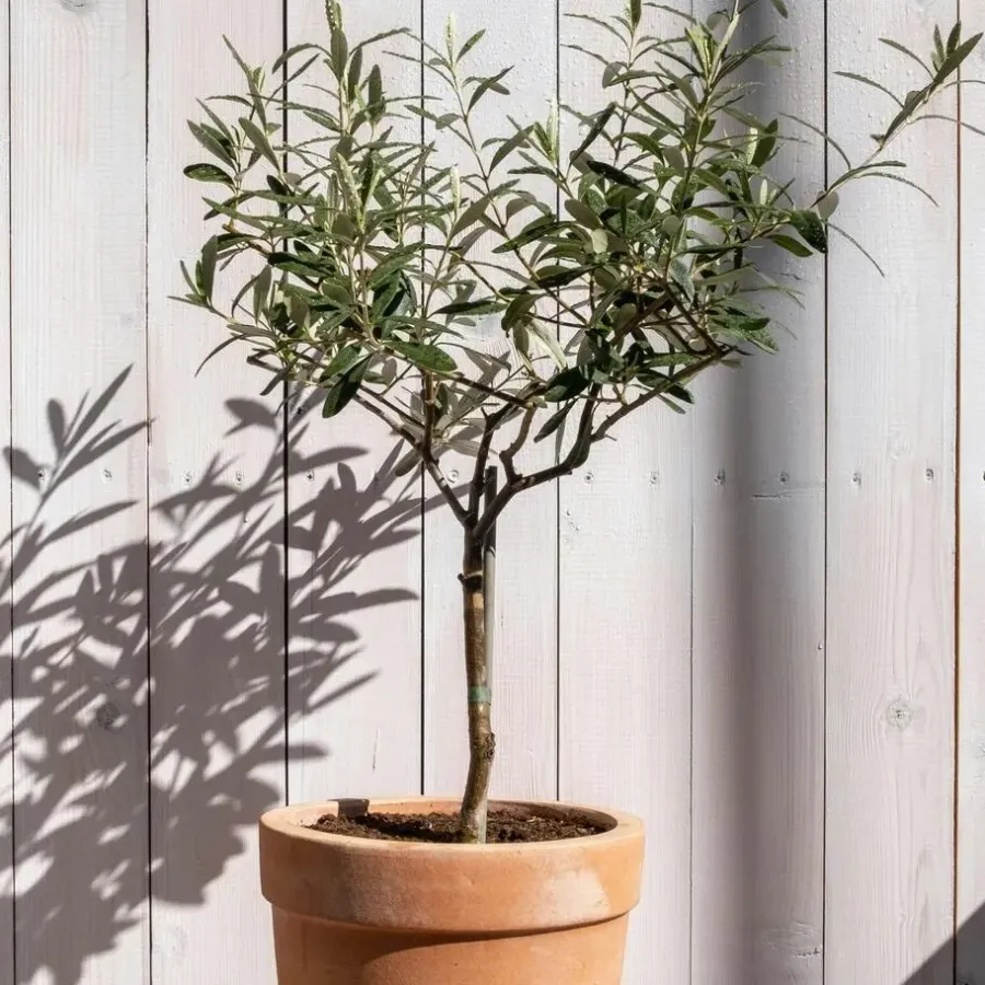 Plant in a Box Olijfboom met voeding - Set van 2 - Olea europaea - Hoogte 90-100cm - ⌀21cm