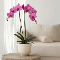 Kamerplanten-Plant in a Box Orchidee - Phalaenopsis - Hoogte 50-60cm - ⌀12cm