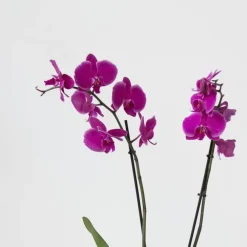 Kamerplanten-Plant in a Box Orchidee - Phalaenopsis - Hoogte 50-60cm - ⌀12cm