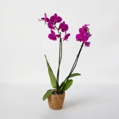 Kamerplanten-Plant in a Box Orchidee - Phalaenopsis - Hoogte 50-60cm - ⌀12cm