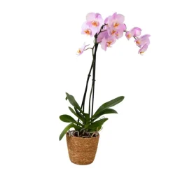 Kamerplanten-Plant in a Box Orchidee - Phalaenopsis - Hoogte 50-60cm - ⌀12cm