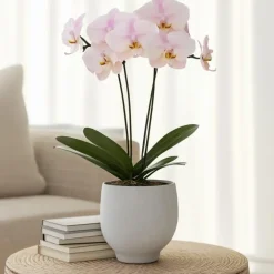 Kamerplanten-Plant in a Box Orchidee - Phalaenopsis - Hoogte 50-60cm - ⌀12cm