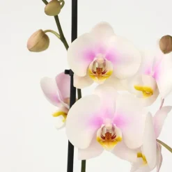 Kamerplanten-Plant in a Box Orchidee - Phalaenopsis - Hoogte 50-60cm - ⌀12cm