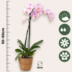 Kamerplanten-Plant in a Box Orchidee - Phalaenopsis - Hoogte 50-60cm - ⌀12cm