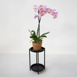 Kamerplanten-Plant in a Box Orchidee - Phalaenopsis - Hoogte 50-60cm - ⌀12cm