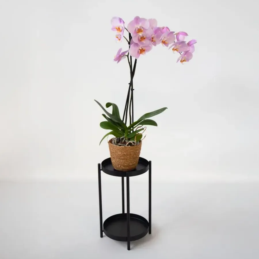 Kamerplanten-Plant in a Box Orchidee - Phalaenopsis - Hoogte 50-60cm - ⌀12cm