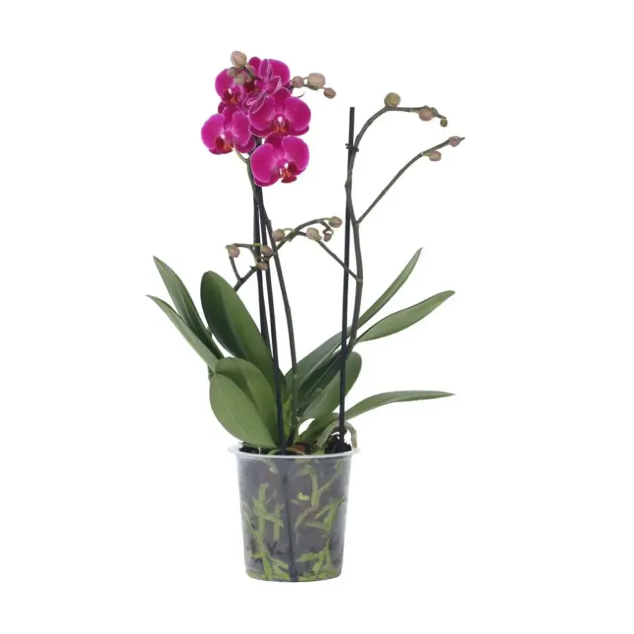 Kamerplanten-Plant in a Box Orchidee paars - Phalaenopsis Multiflora - Hoogte 35-45cm - ⌀12cm
