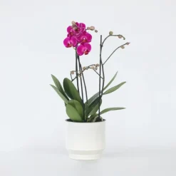 Kamerplanten-Plant in a Box Orchidee paars - Phalaenopsis Multiflora - Hoogte 35-45cm - ⌀12cm