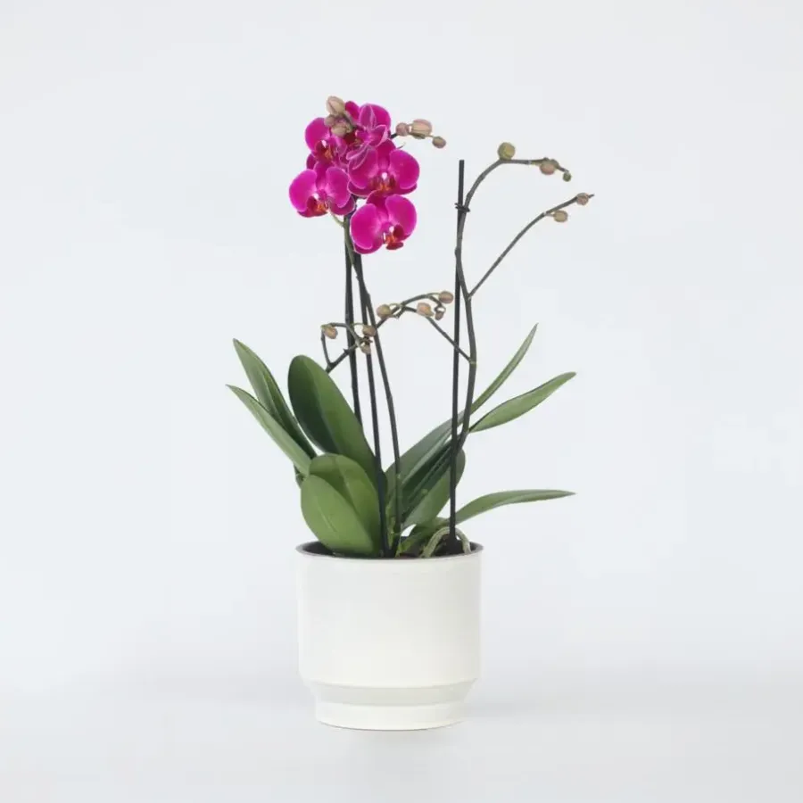 Kamerplanten-Plant in a Box Orchidee paars - Phalaenopsis Multiflora - Hoogte 35-45cm - ⌀12cm