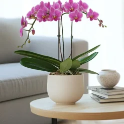 Kamerplanten-Plant in a Box Orchidee paars - Phalaenopsis Multiflora - Hoogte 35-45cm - ⌀12cm