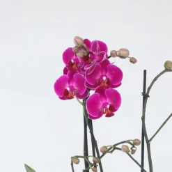 Kamerplanten-Plant in a Box Orchidee paars - Phalaenopsis Multiflora - Hoogte 35-45cm - ⌀12cm