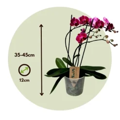 Kamerplanten-Plant in a Box Orchidee paars - Phalaenopsis Multiflora - Hoogte 35-45cm - ⌀12cm