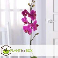 Kamerplanten-Plant in a Box Orchidee paars - Phalaenopsis Multiflora - Hoogte 35-45cm - ⌀12cm