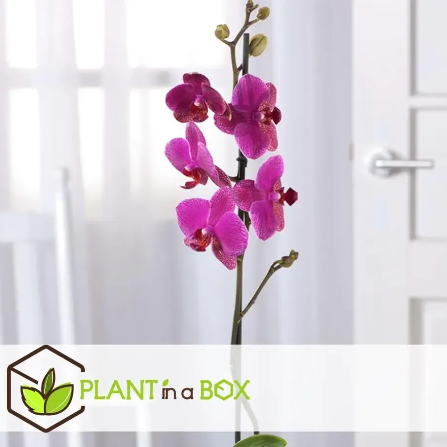 Kamerplanten-Plant in a Box Orchidee paars - Phalaenopsis Multiflora - Hoogte 35-45cm - ⌀12cm