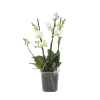 Kamerplanten-Plant in a Box Orchidee wit - Phalaenopsis Multiflora - Hoogte 35-45cm - ⌀12cm