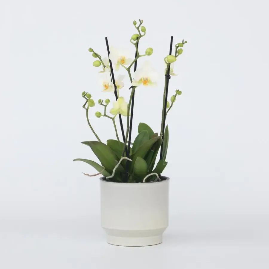 Kamerplanten-Plant in a Box Orchidee wit - Phalaenopsis Multiflora - Hoogte 35-45cm - ⌀12cm