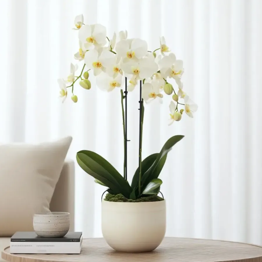 Kamerplanten-Plant in a Box Orchidee wit - Phalaenopsis Multiflora - Hoogte 35-45cm - ⌀12cm