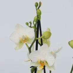 Kamerplanten-Plant in a Box Orchidee wit - Phalaenopsis Multiflora - Hoogte 35-45cm - ⌀12cm