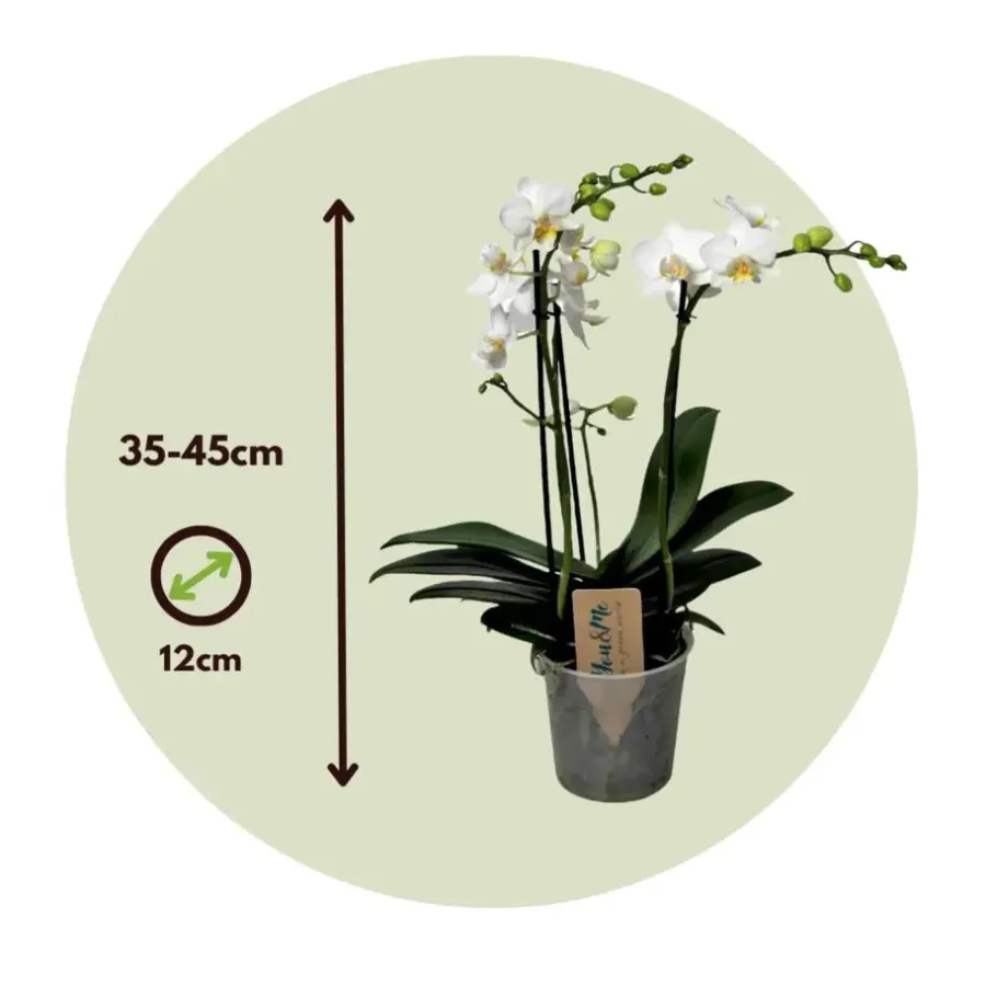 Kamerplanten-Plant in a Box Orchidee wit - Phalaenopsis Multiflora - Hoogte 35-45cm - ⌀12cm