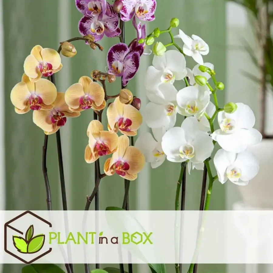 Kamerplanten-Plant in a Box Orchidee wit - Phalaenopsis Multiflora - Hoogte 35-45cm - ⌀12cm