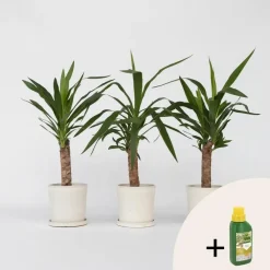 Kamerplanten-Plant in a Box Palmlelie - Set van 6 - Yucca elephantipes - Hoogte 50-60cm - ⌀14cm