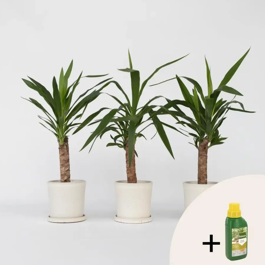 Kamerplanten-Plant in a Box Palmlelie - Set van 6 - Yucca elephantipes - Hoogte 50-60cm - ⌀14cm