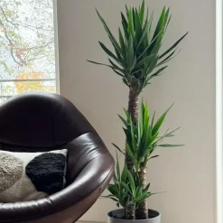 Plant in a Box Palmlelie - Yucca elephantipes - Hoogte 130-140cm - ⌀24cm