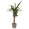 Plant in a Box Palmlelie - Yucca elephantipes - Hoogte 50-60cm - ⌀14cm