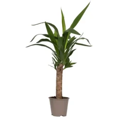 Plant in a Box Palmlelie - Yucca elephantipes - Hoogte 50-60cm - ⌀14cm