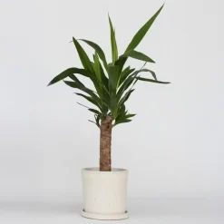 Plant in a Box Palmlelie - Yucca elephantipes - Hoogte 50-60cm - ⌀14cm