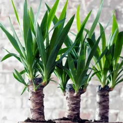 Plant in a Box Palmlelie - Yucca elephantipes - Hoogte 50-60cm - ⌀14cm