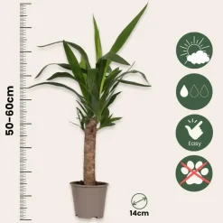 Plant in a Box Palmlelie - Yucca elephantipes - Hoogte 50-60cm - ⌀14cm