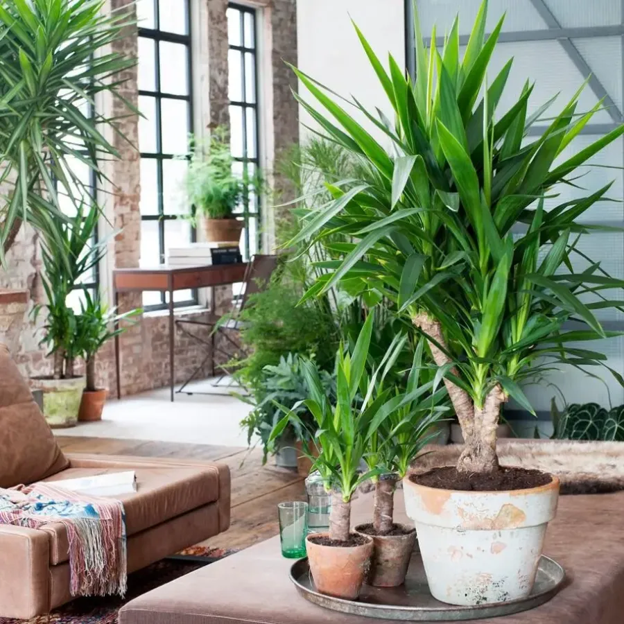 Plant in a Box Palmlelie - Yucca elephantipes - Hoogte 50-60cm - ⌀14cm
