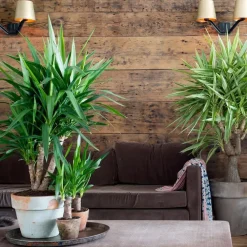 Plant in a Box Palmlelie - Yucca elephantipes - Hoogte 50-60cm - ⌀14cm