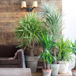 Plant in a Box Palmlelie - Yucca elephantipes - Hoogte 50-60cm - ⌀14cm