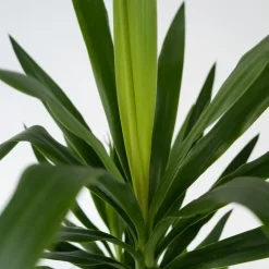 Plant in a Box Palmlelie - Yucca elephantipes - Hoogte 50-60cm - ⌀14cm