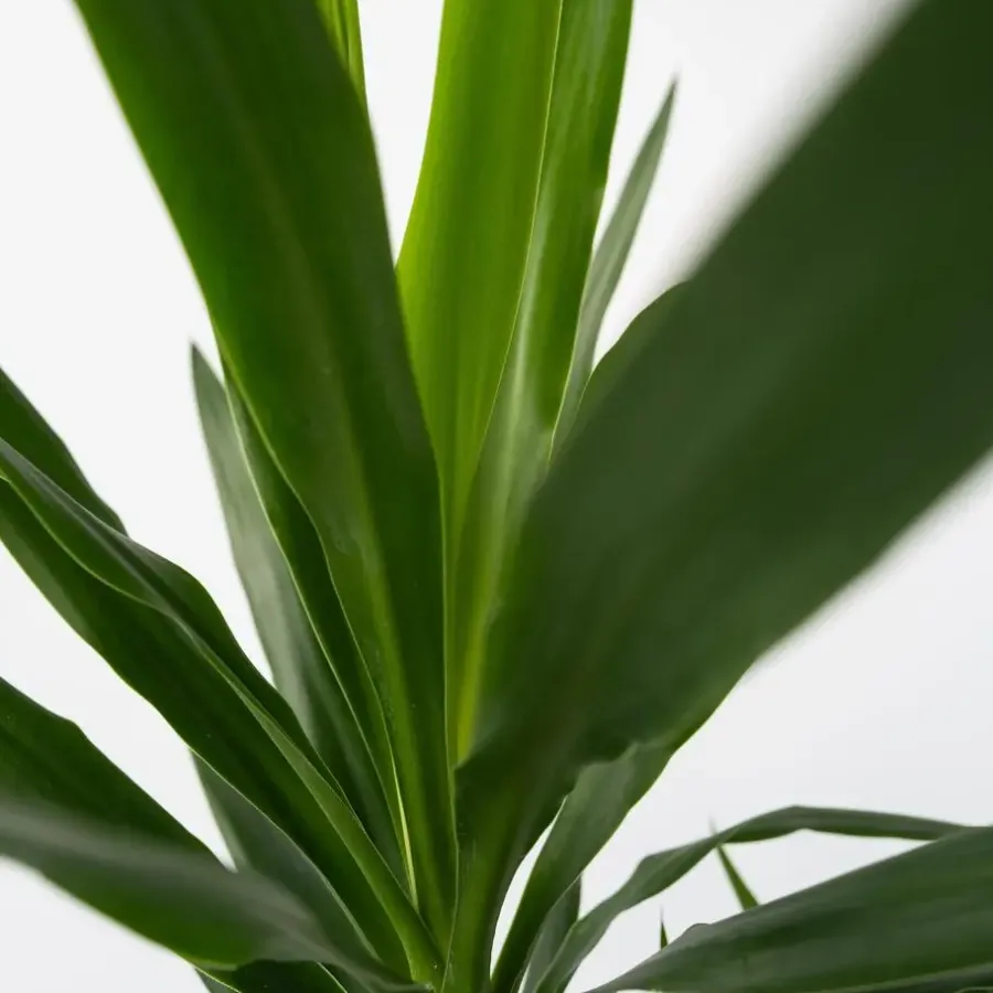 Plant in a Box Palmlelie - Yucca elephantipes - Hoogte 50-60cm - ⌀14cm