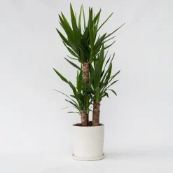 Kamerplanten-Plant in a Box Palmlelie - Yucca elephantipes - Hoogte 70-80cm - ⌀21cm