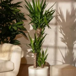 Kamerplanten-Plant in a Box Palmlelie - Yucca elephantipes - Hoogte 70-80cm - ⌀21cm