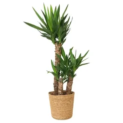 Plant in a Box Palmlelie met mand - Yucca elephantipes - Hoogte 70-80cm - ⌀21cm