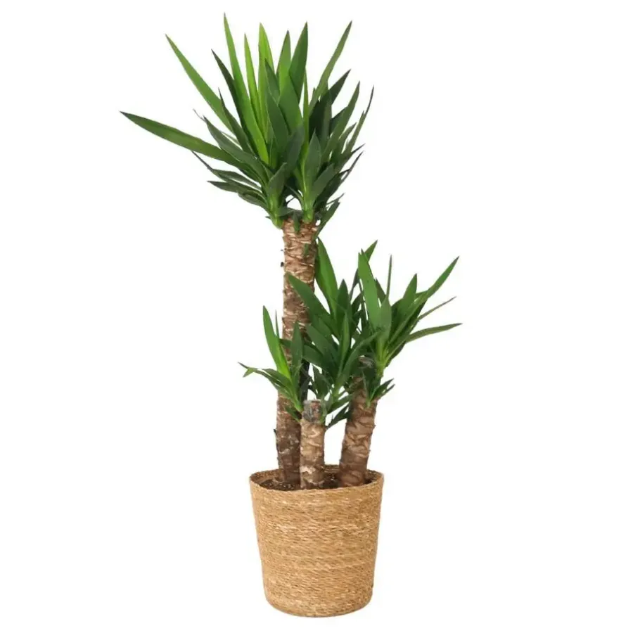 Plant in a Box Palmlelie met mand - Yucca elephantipes - Hoogte 70-80cm - ⌀21cm