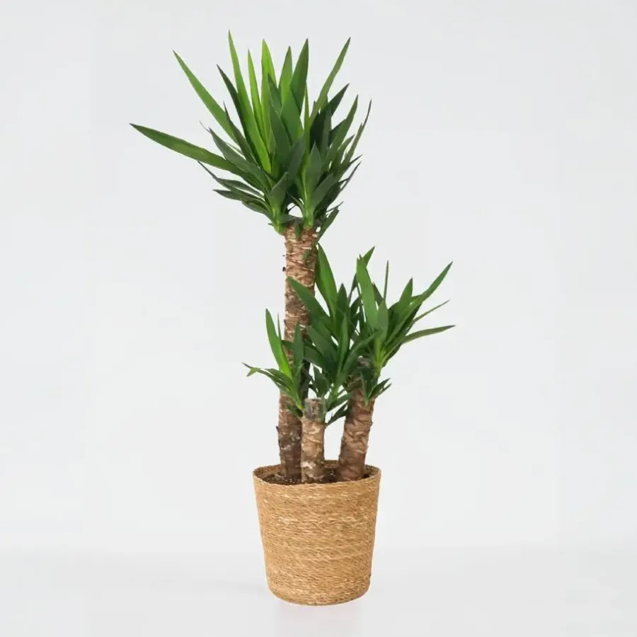 Plant in a Box Palmlelie met mand - Yucca elephantipes - Hoogte 70-80cm - ⌀21cm