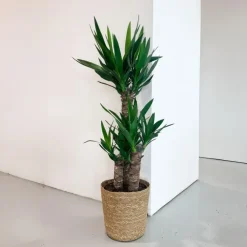 Plant in a Box Palmlelie met mand - Yucca elephantipes - Hoogte 70-80cm - ⌀21cm